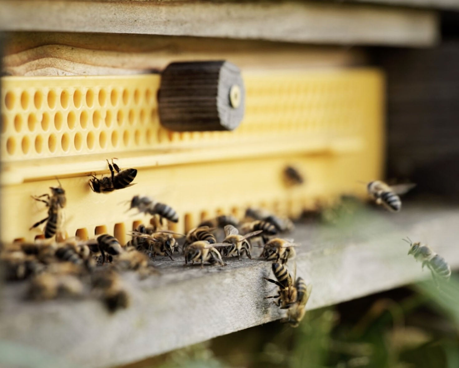 Little superheroes - the importance of bees for our ecosystem Bees at a beehive - Think! Initiative for the protection of bees and the conservation of biodiversity