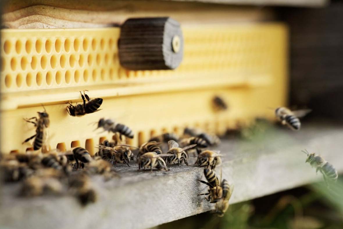 Bees at a beehive – Think! Initiative for the protection of bees and the preservation of biodiversity