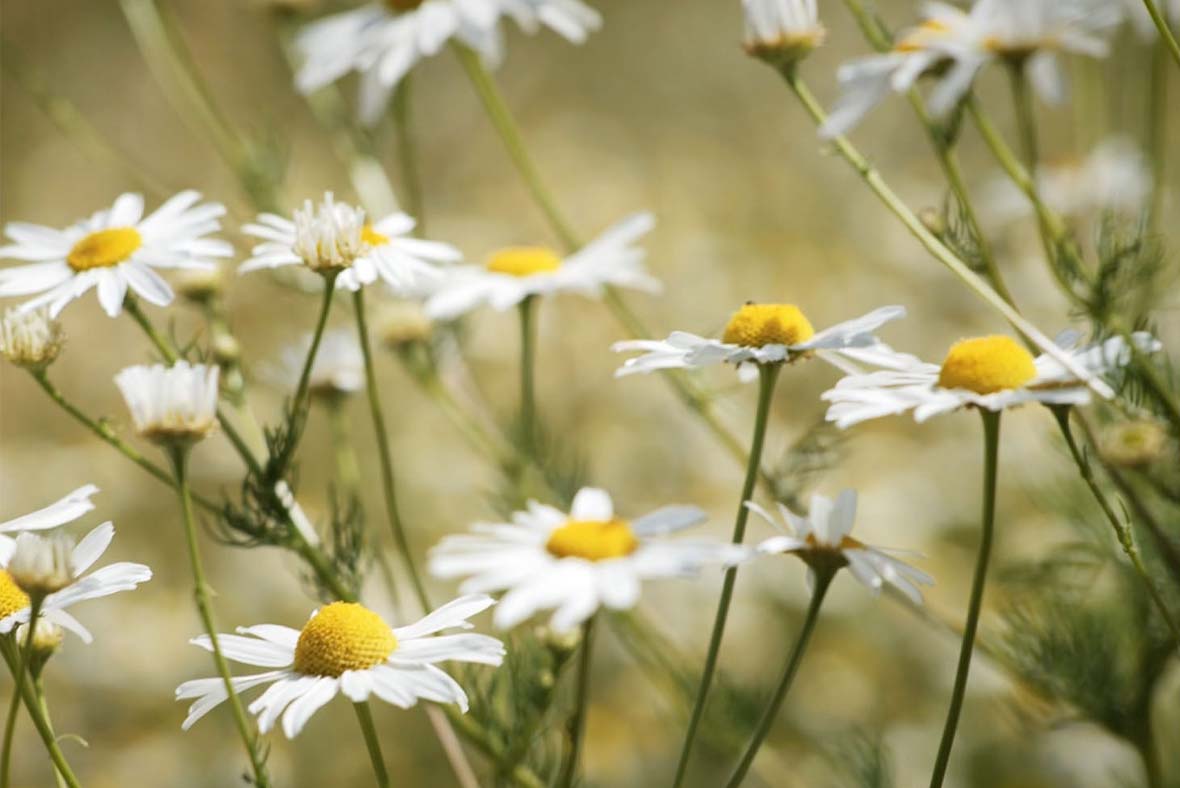 Creating habitat – Think! promotes biodiversity through insect-friendly areas Wildflower meadow to promote habitats for bees and insects – Part of the Think! Initiative for Biodiversity