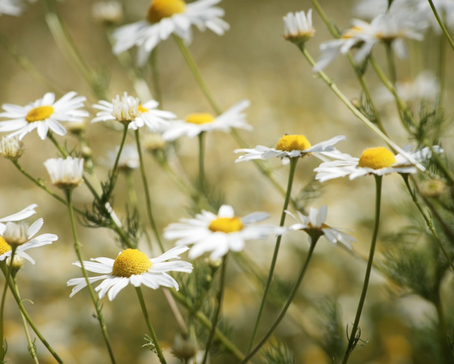 Creating habitats - Think! promotes biodiversity through insect-friendly areas Wildflower meadow to promote habitats for bees and insects - part of the Think! Initiative for Biodiversity