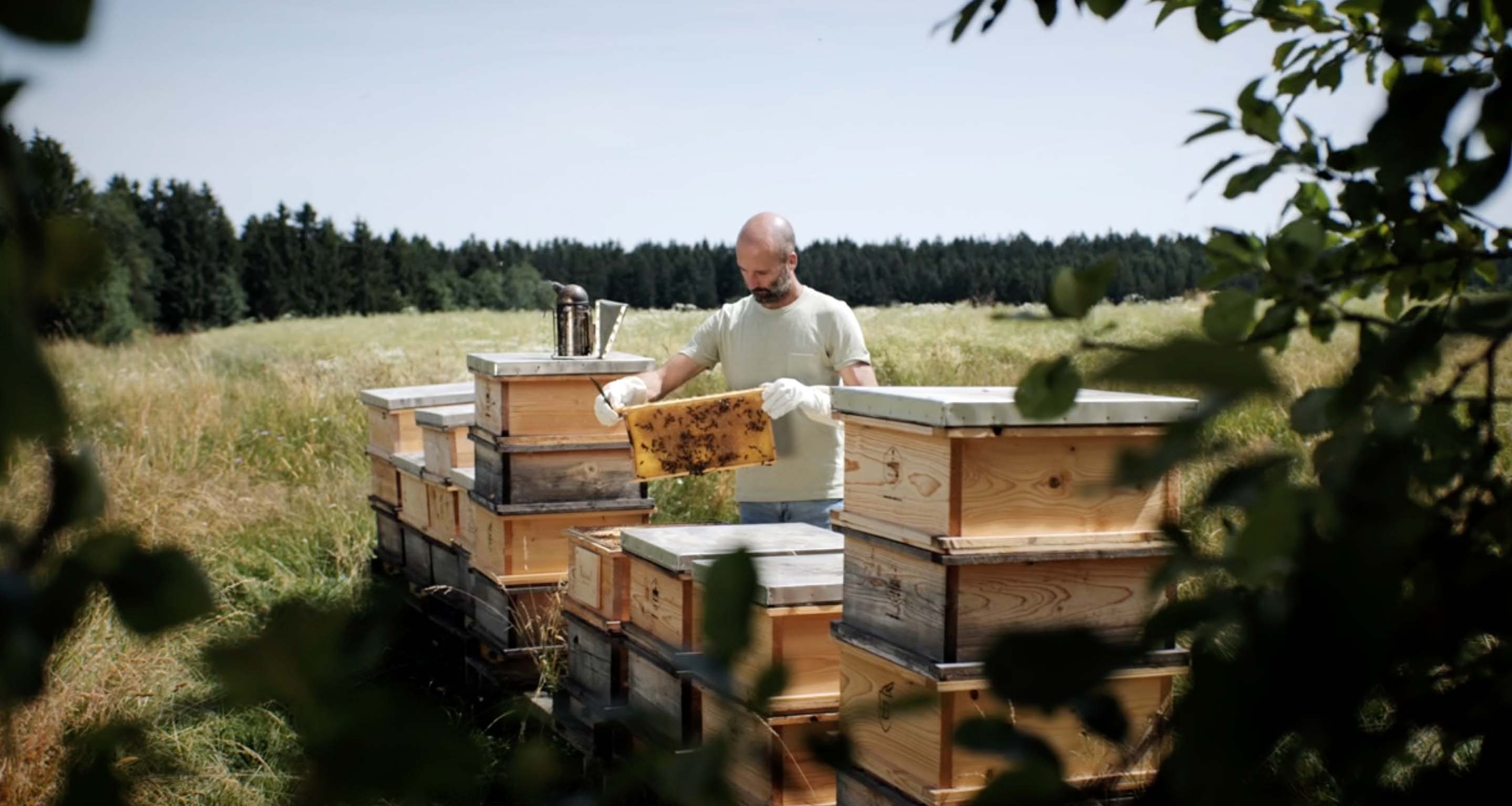 Think! Bee Initiative - Commitment to bee protection Think! Bee Initiative - Commitment to bee protection