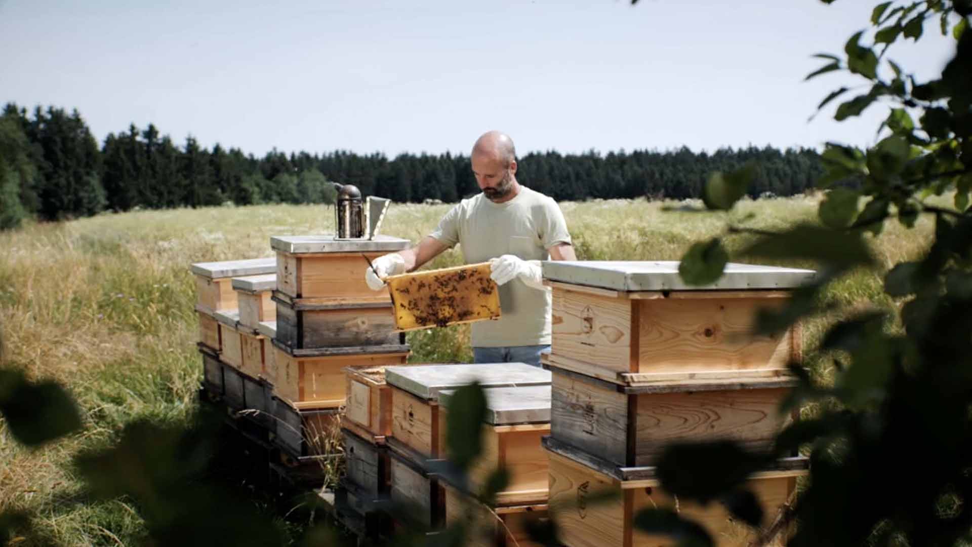 Think! Bee Initiative – commitment to bee protection Beekeepers at the hives – Think! Bee Initiative – commitment to bee protection